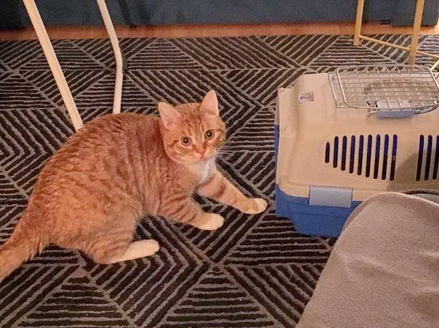 They Are Very Afraid Of Veterinarians (24 pics) They Are Very Afraid Of Veterinarians (24 pics)