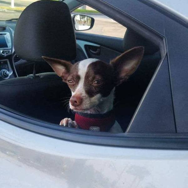 They Are Very Afraid Of Veterinarians (24 pics) They Are Very Afraid Of Veterinarians (24 pics)