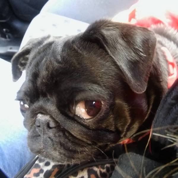 They Are Very Afraid Of Veterinarians (24 pics) They Are Very Afraid Of Veterinarians (24 pics)