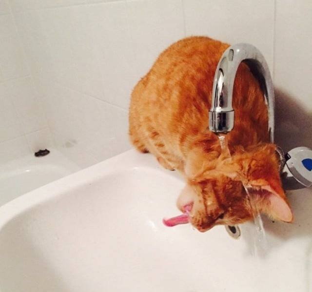 Very Funny Animals (25 pics)