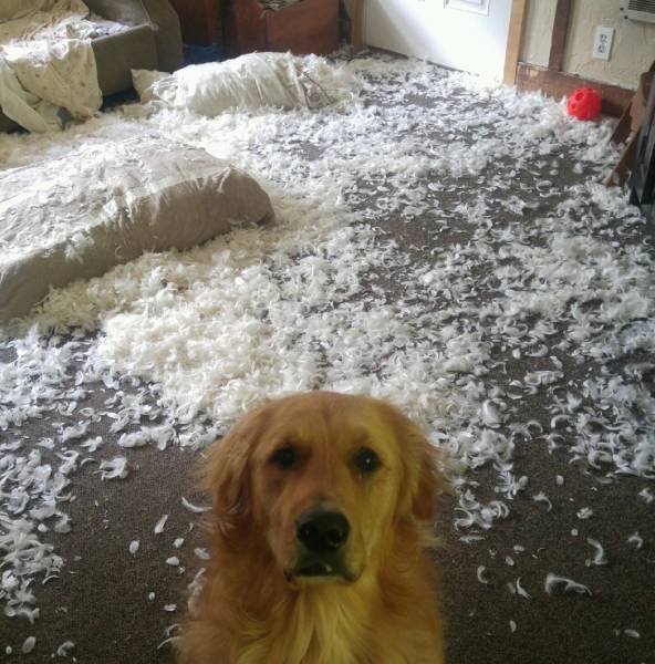 Broken Dogs (23 pics)