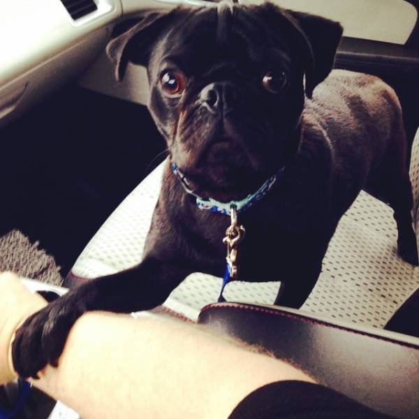 They Are Very Afraid Of Veterinarians (24 pics) They Are Very Afraid Of Veterinarians (24 pics)