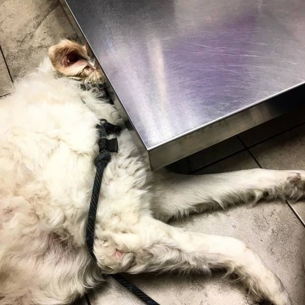 They Are Very Afraid Of Veterinarians (24 pics) They Are Very Afraid Of Veterinarians (24 pics)