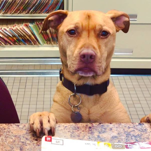 They Are Very Afraid Of Veterinarians (24 pics) They Are Very Afraid Of Veterinarians (24 pics)