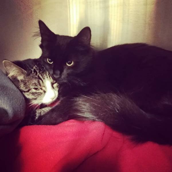 They Are Very Afraid Of Veterinarians (24 pics) They Are Very Afraid Of Veterinarians (24 pics)
