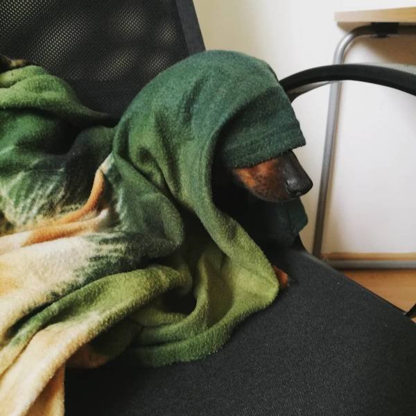 They Are Very Afraid Of Veterinarians (24 pics) They Are Very Afraid Of Veterinarians (24 pics)