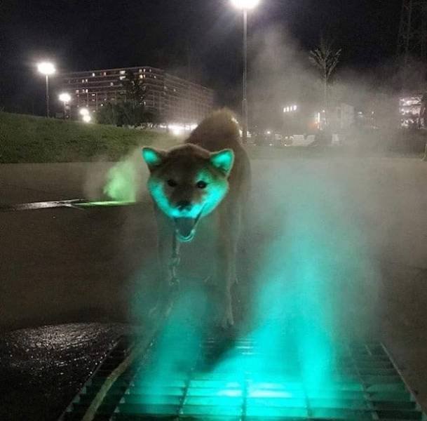 What Is Going On Here? (42 pics)