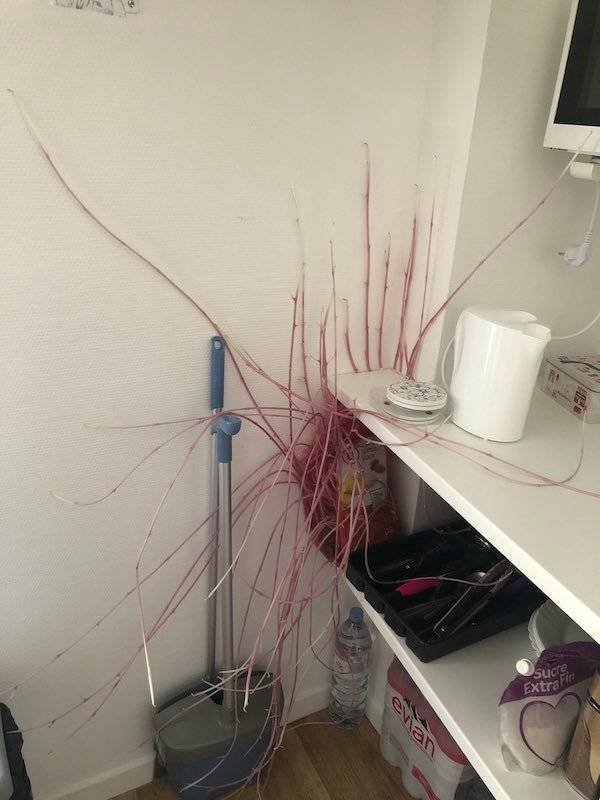 What Is Going On Here? (42 pics)