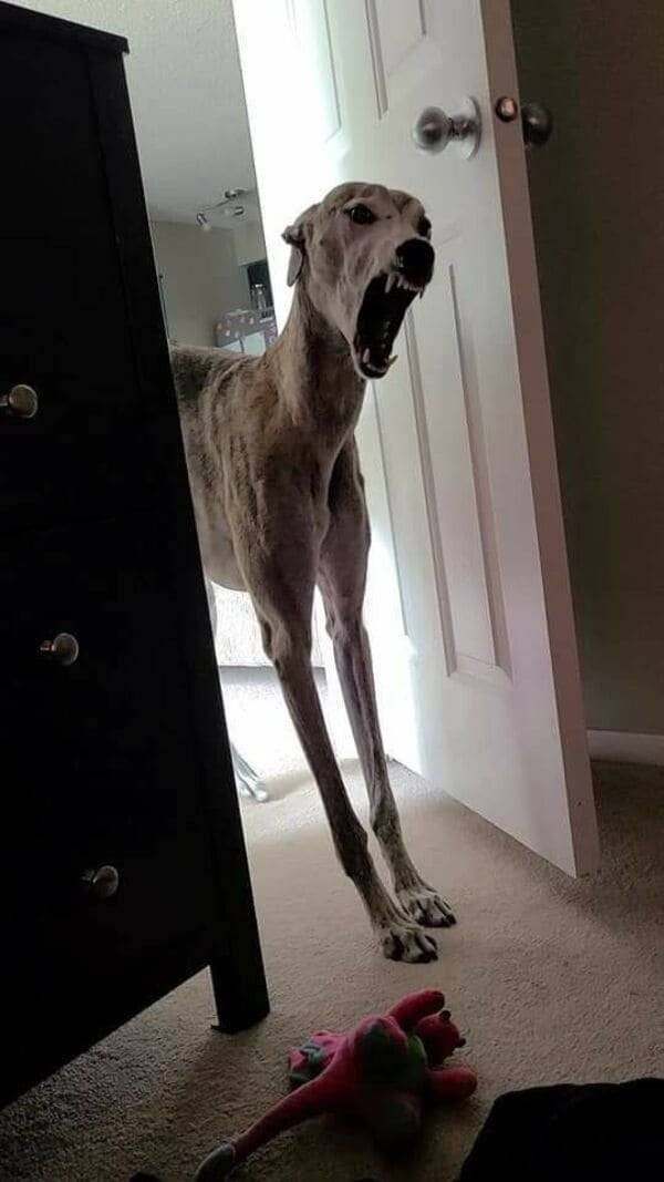 What Is Going On Here? (42 pics)