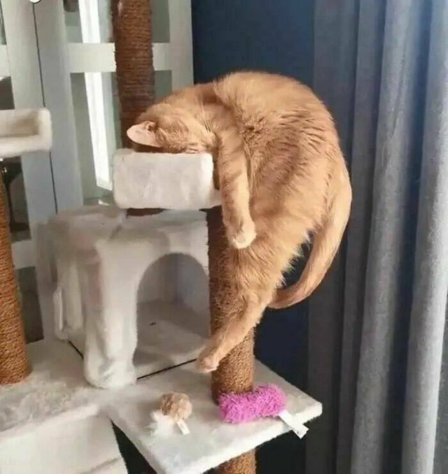 Broken Cats (24 pics)