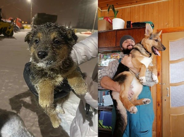 Animals Before And After Adoption (27 pics)