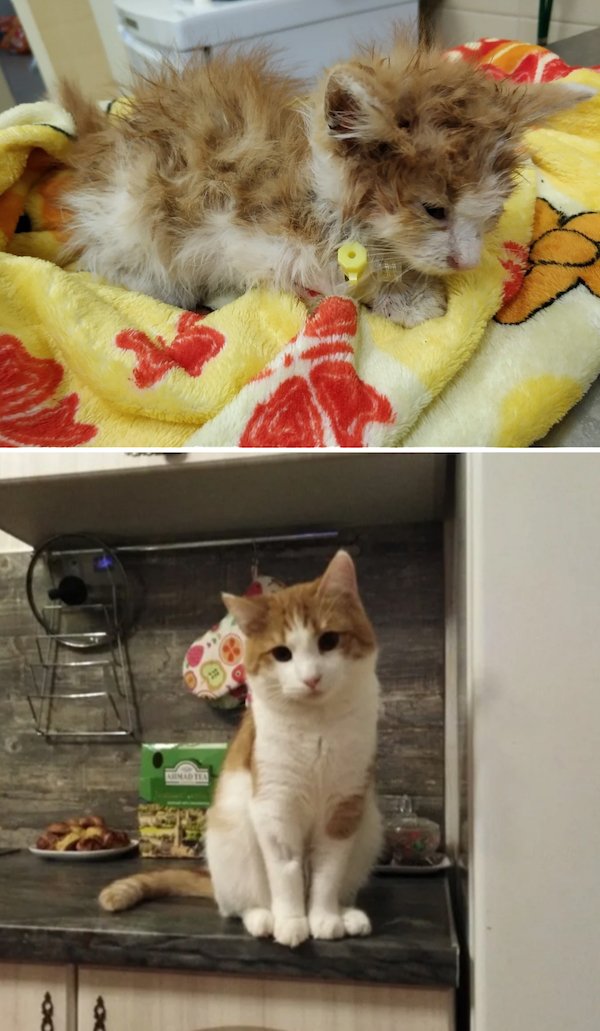 Animals Before And After Adoption (27 pics)