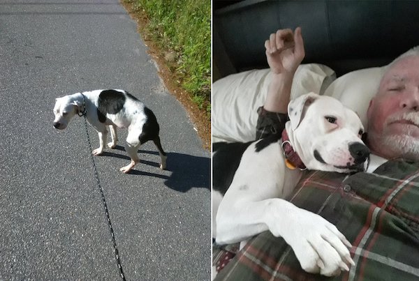 Animals Before And After Adoption (27 pics)