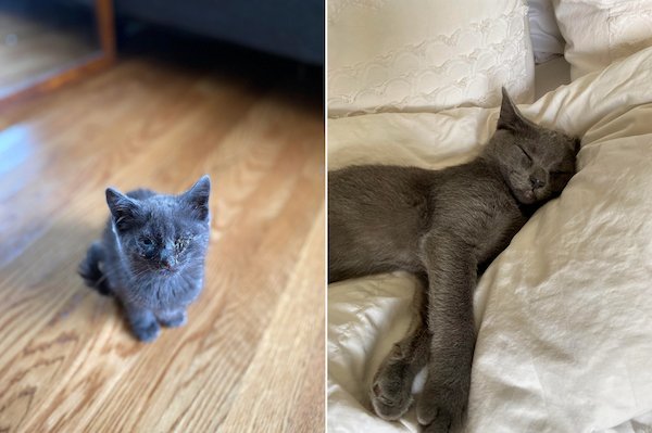 Animals Before And After Adoption (27 pics)