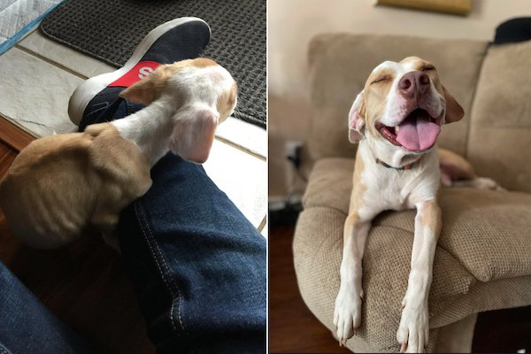 Animals Before And After Adoption (27 pics)