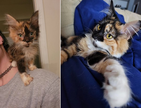 Animals Before And After Adoption (27 pics)