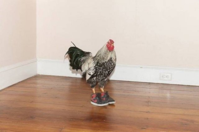 Funny Animals (43 pics)