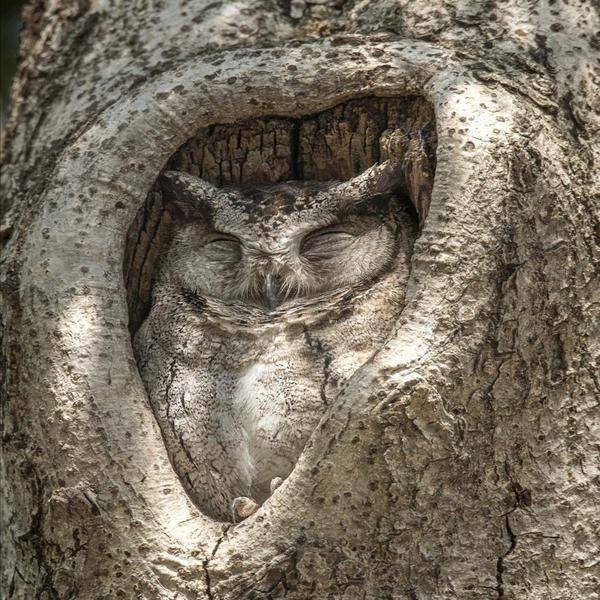 Funny Animals (43 pics)