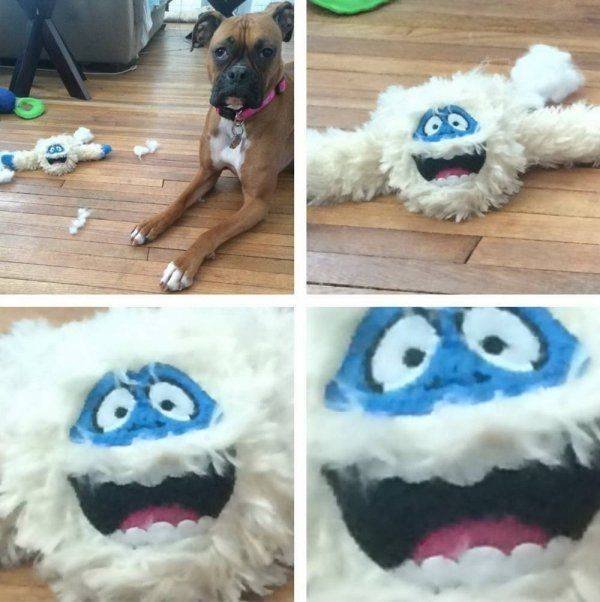 Funny Animals (43 pics)