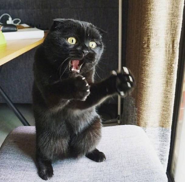 Funny Animals (43 pics)