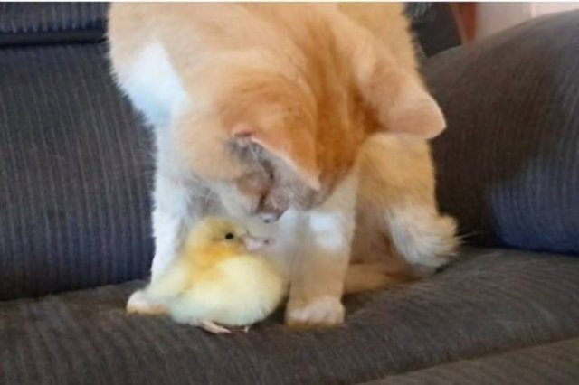 Unusual Friendship (18 pics) Unusual Friendship (18 pics)