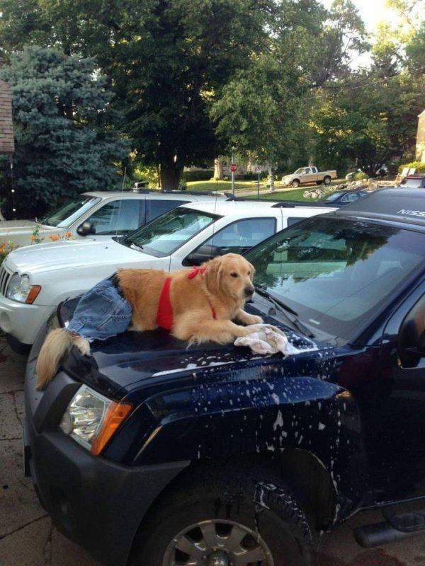 Funny Animals (43 pics)