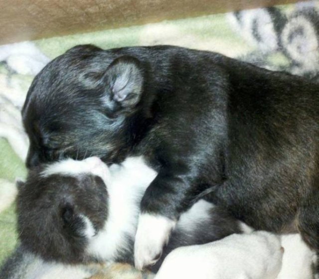 Unusual Friendship (18 pics) Unusual Friendship (18 pics)