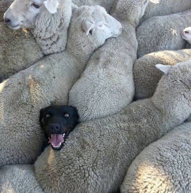 Funny Animals (43 pics)