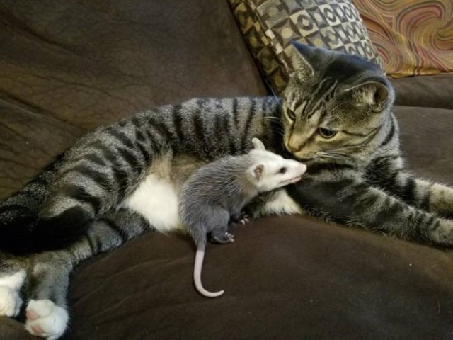 Unusual Friendship (18 pics)