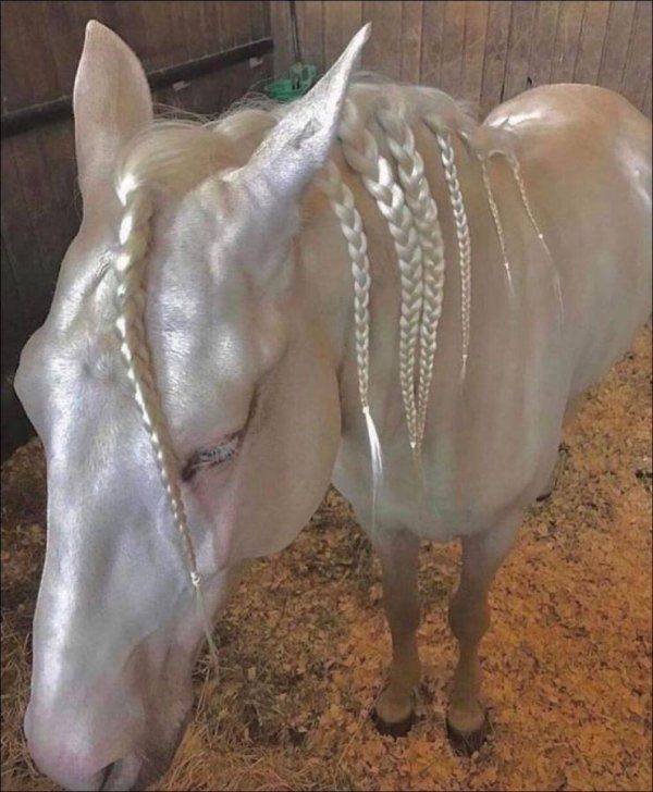 Funny Animals (43 pics)