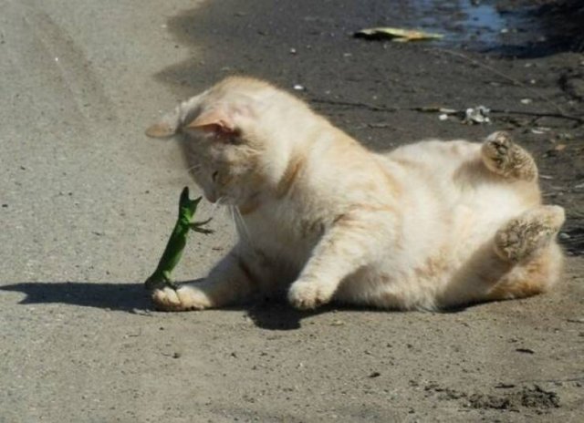 Funny Animals (43 pics)
