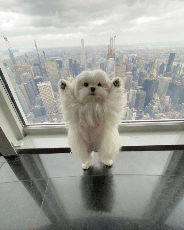Funny Animals (43 pics)