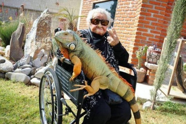 Funny Animals (43 pics)