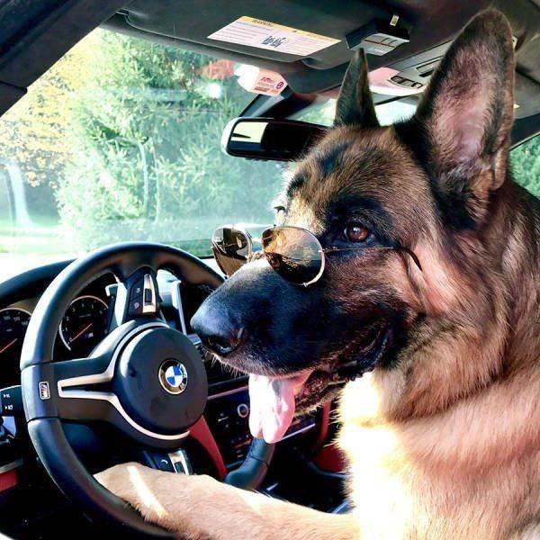 Funny Animals (43 pics)
