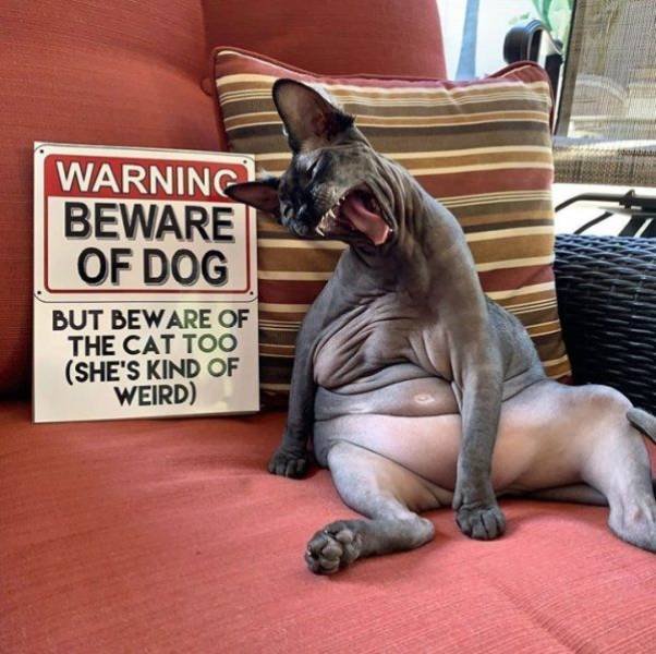 Funny Animals (43 pics)