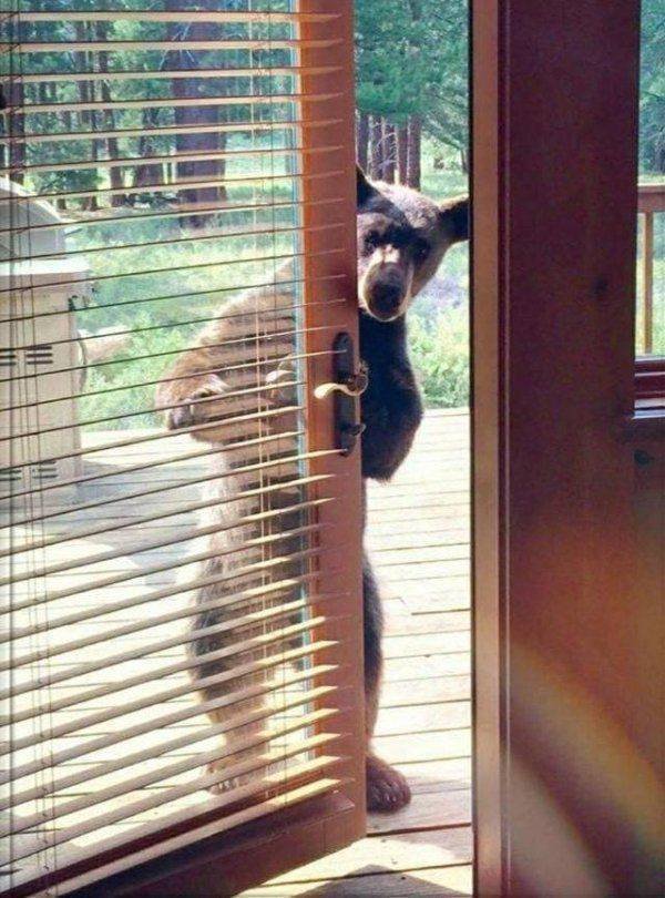 Funny Animals (43 pics)