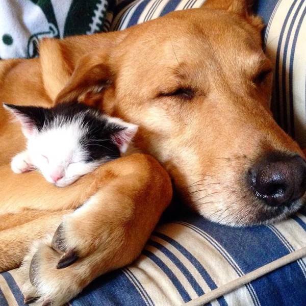 Unusual Friendship (18 pics) Unusual Friendship (18 pics)