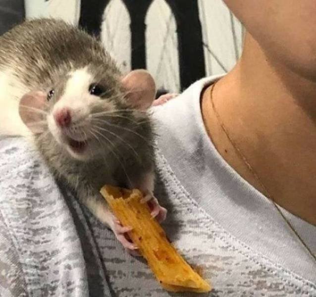 Funny Animals (43 pics)