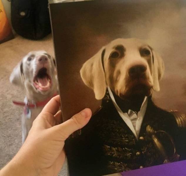 Funny Animals (43 pics)