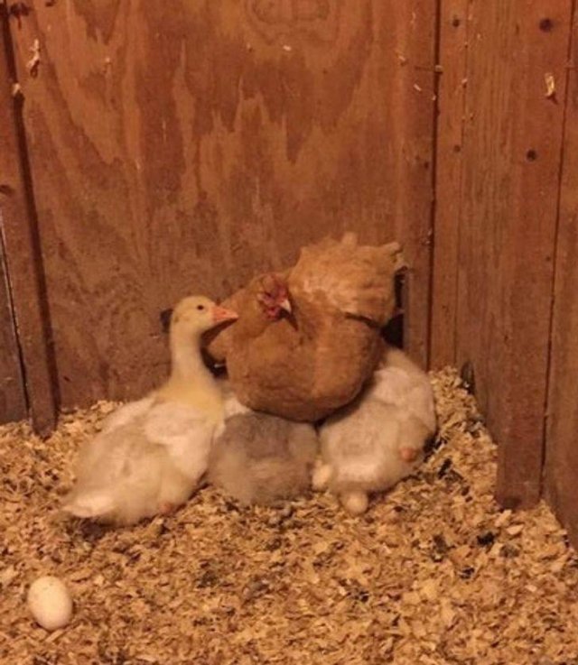 Unusual Friendship (18 pics) Unusual Friendship (18 pics)