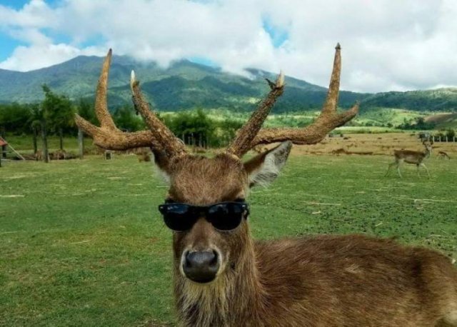 Funny Animals (43 pics)