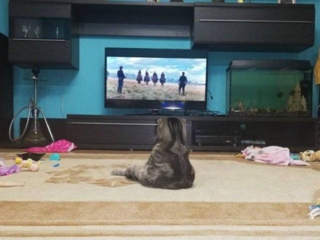 Funny Animals (43 pics)