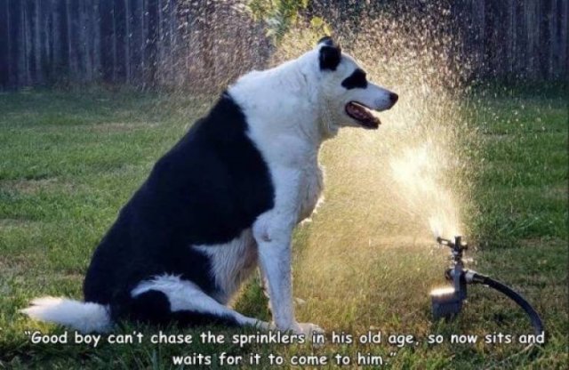 Funny Animals (43 pics)