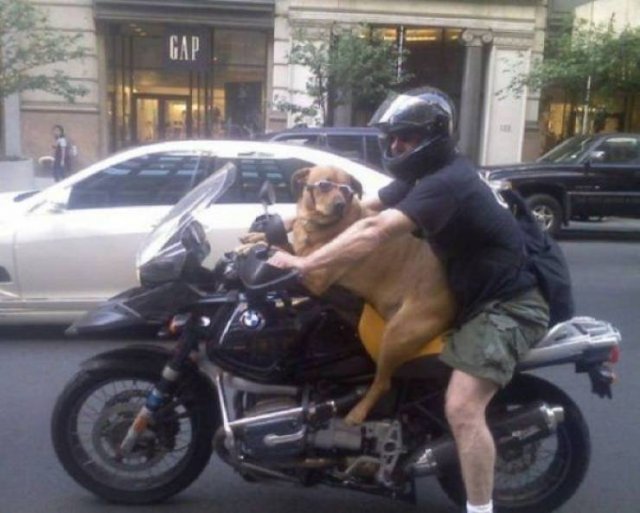 Funny Animals (43 pics)