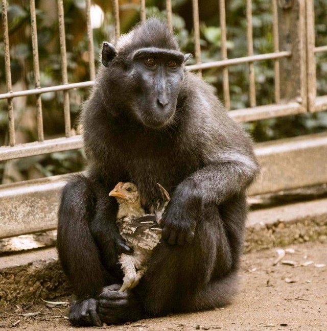 Unusual Friendship (18 pics) Unusual Friendship (18 pics)