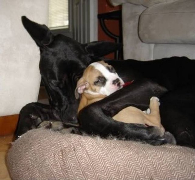 Unusual Friendship (18 pics) Unusual Friendship (18 pics)