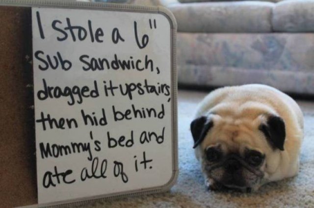 Funny Animals (43 pics)