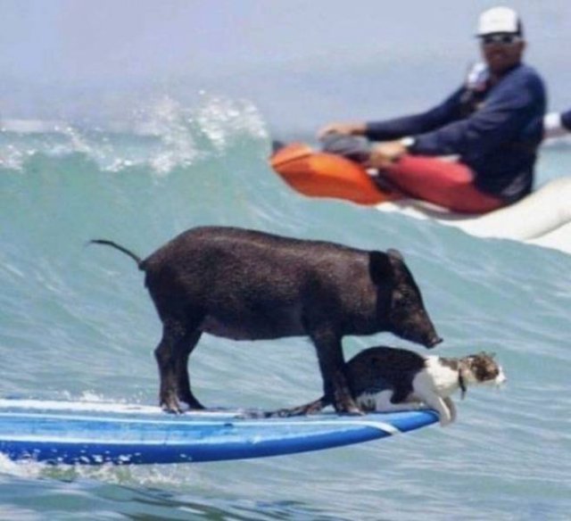 Funny Animals (43 pics)