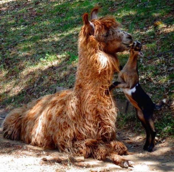 Unusual Friendship (18 pics) Unusual Friendship (18 pics)
