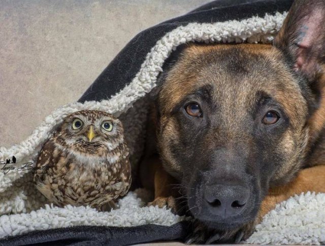 Unusual Friendship (18 pics) Unusual Friendship (18 pics)